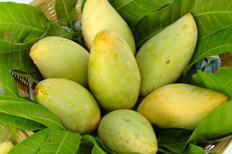 Xoài Việt Nam sẽ có mặt tại thị trường Australia trong tháng Chín này