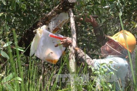 Làm rõ thông tin chất lượng mật ong ở Cà Mau