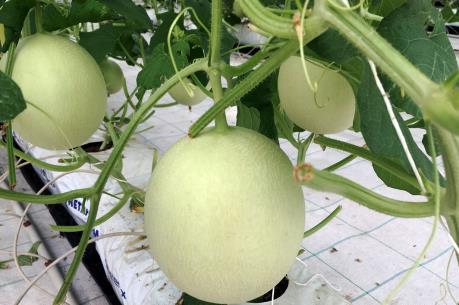 Vingroup ra mắt sản phẩm trái cây nhà kính đầu tiên