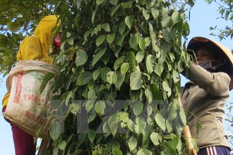 Hồ tiêu ở Đắk Lắk rụng quả bất thường vì phân bón rởm?