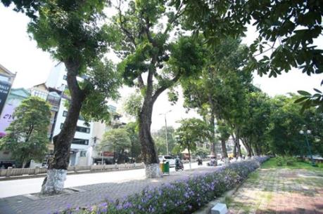 Người dân Hà Nội tiếc nuối hàng cây sắp bị chặt ven hồ Thủ Lệ