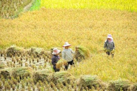 Vẻ đẹp "khó cưỡng" của Sapa mùa lúa chín