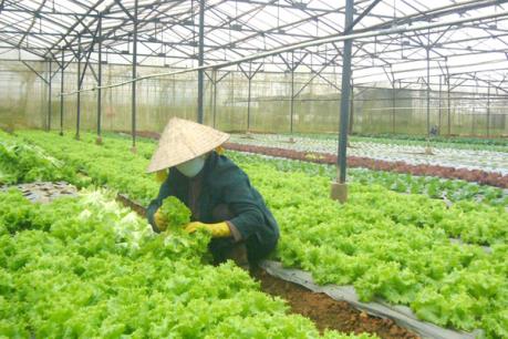 Hợp tác xã kiểu mới: Luồng gió mới cho kinh tế tập thể  