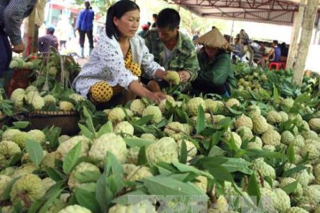 Thu hút nguồn lực cho nông nghiệp sạch