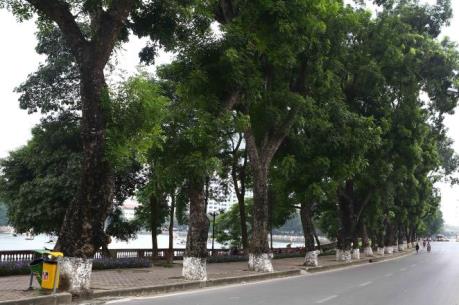 Hà Nội sẽ dịch chuyển 130 cây xanh trên tuyến đường Kim Mã trong 45 ngày