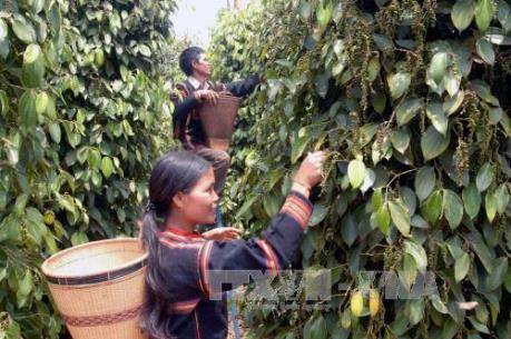 Người dân Tây Nguyên ồ ạt mở rộng diện tích trồng cây hồ tiêu