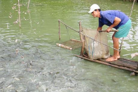 Giá cá lóc giảm mạnh, người nuôi lỗ nặng