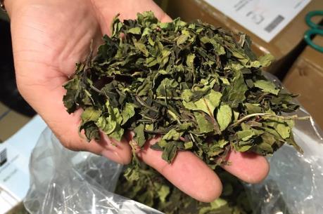 Thu giữ 82,5 kg thảo mộc nghi chứa chất ma túy được vận chuyển qua đường bưu chính
