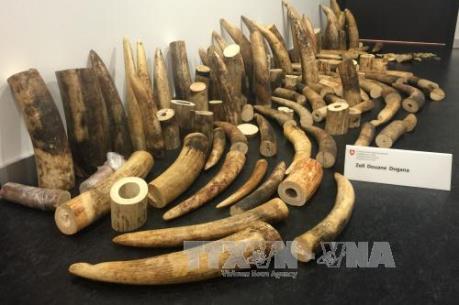 Mỹ bắt giữ lô hàng ngà voi trị giá 4,5 triệu USD