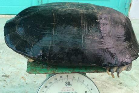 Cụ rùa gần 50 tuổi mắc cạn trong ao tôm ở Bạc Liêu