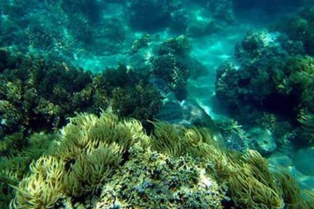 San hô Côn Đảo phục hồi vẻ đẹp tự nhiên