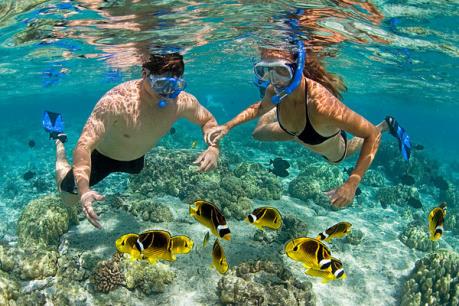 "Hồi sinh" san hô ở vịnh Nha Trang hướng đến phát triển du lịch lặn biển