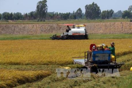 Thị trường lúa gạo Việt Nam chưa có chuyển biến tích cực