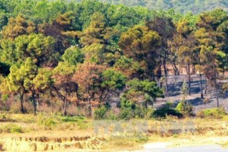 Bất cập trong quản lý rừng ở Hà Nội