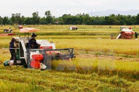 Vụ Đông Xuân 2016 – 2017 tại Nam bộ dự báo sẽ gặp khó