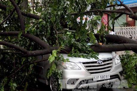 Thành phố Hồ Chí Minh tiếp tục mưa lớn, nhiều cây xanh ngã đổ