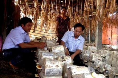 Xây dựng và phát triển thương hiệu Nấm Bắc Giang