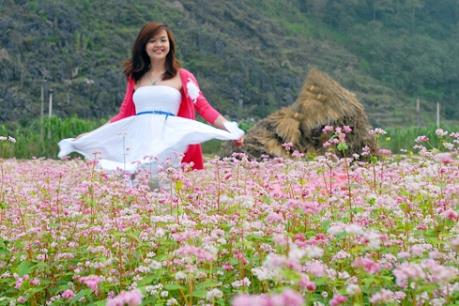 Sắp diễn ra Lễ hội hoa Tam giác mạch Hà Giang năm 2016