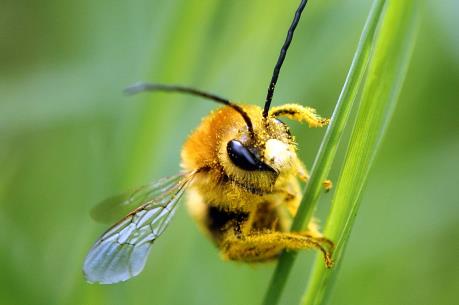 Thuốc trừ sâu ảnh hưởng đến chức năng sinh sản của loài ong