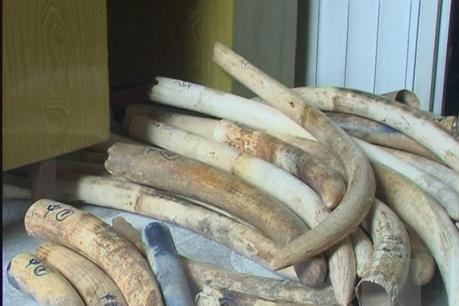 Bắt giữ 309kg ngà động vật nghi là ngà voi qua đường hàng không