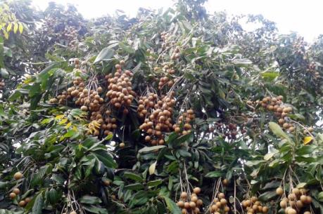 Nhãn muộn Khoái Châu mùa quả ngọt