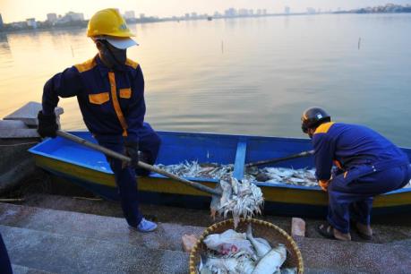 Hà Nội khẩn trương thực hiện các biện pháp tăng cường oxy, làm sạch nước Hồ Tây