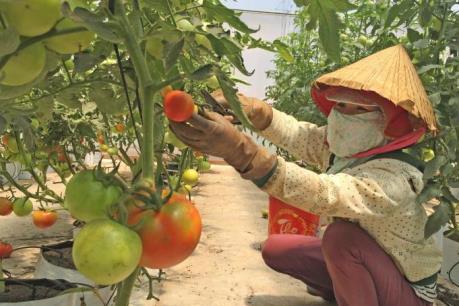 Giá cà chua tăng cao kỷ lục