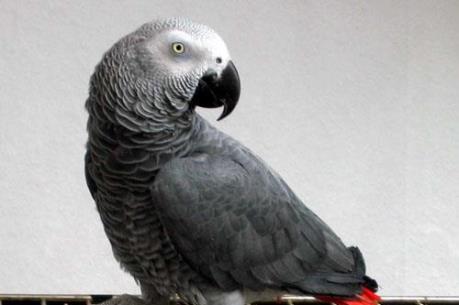 Cấm buôn bán vẹt xám châu Phi trên toàn cầu