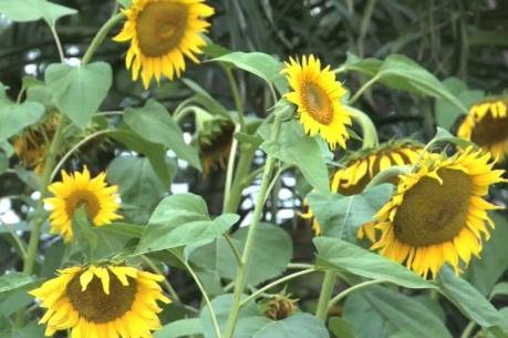 Khám phá thêm những bí mật về loài hoa Hướng Dương