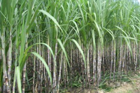 Kết quả kinh doanh niên độ 2015-2016 của SBT