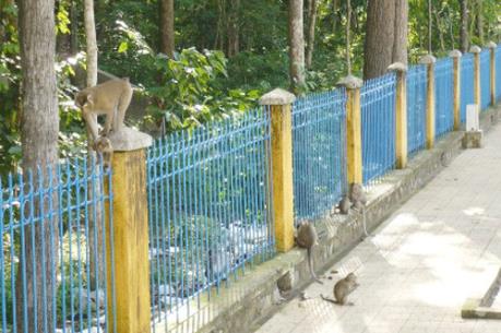 Di dời đàn khỉ trong Nội ô Tòa Thánh về Vườn Quốc gia