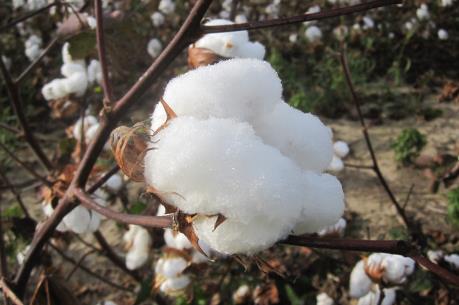  Mời dự Hội chợ Triển lãm Quốc tế “Bông và dệt may Uzbekistan”