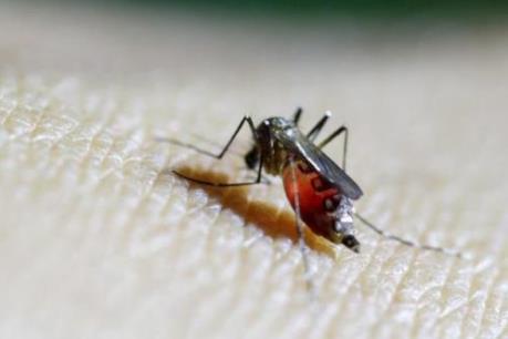 Bằng chứng mới về mối quan hệ giữa virus Zika và hội chứng Guillain Barre