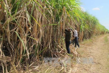 Nông dân trồng mía ém hàng chờ giá cao
