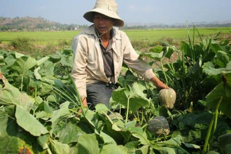 Bí đỏ rớt giá khiến nông dân “điêu đứng”