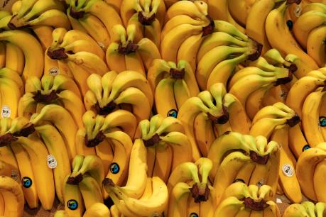 Mỹ Latinh phòng ngừa loại nấm độc tàn phá hàng loạt giống chuối