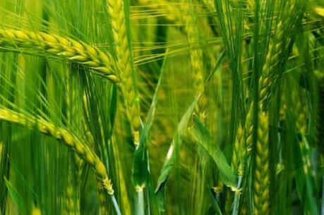 FAO: Sản lượng thóc gạo và lúa mỳ thế giới sẽ cao kỷ lục năm nay