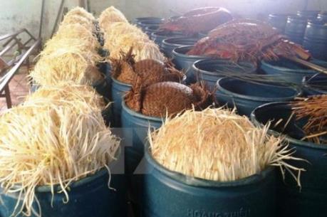 Đình chỉ hoạt động cơ sở làm giá đỗ bằng hóa chất