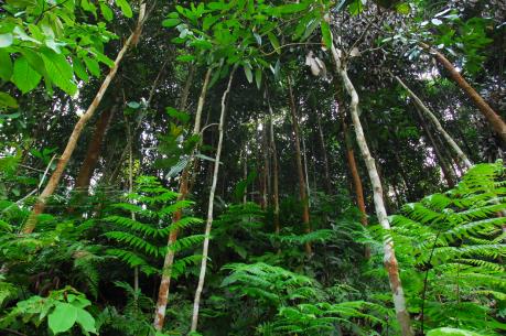 Ngọt ngào hương quế Văn Yên