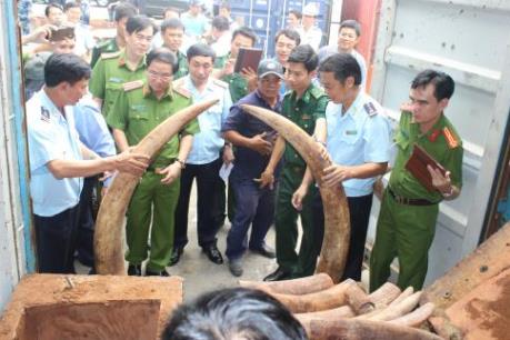Phát hiện lô hàng nhập khẩu chứa hơn 2 tấn nghi là ngà voi