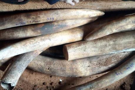 Phạt tù đối tượng buôn lậu ngà voi qua đường hàng không