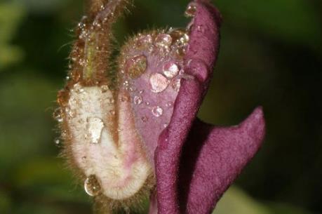 Phát hiện 30 loài thực vật mới tại Panama