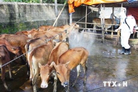 Chủ động ngăn chặn dịch bệnh gia súc, gia cầm