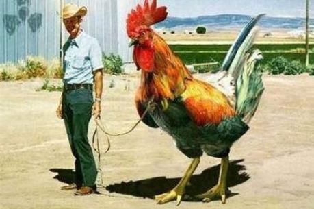Brazil nuôi lai tạo thành công gà lớn nhất thế giới