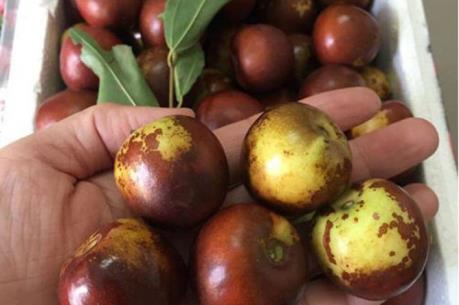 Thực hư "thần dược" hồng táo Trung Quốc được người Việt săn lùng