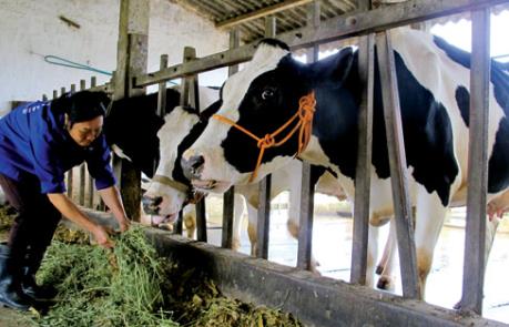 Hiệu quả kinh tế từ lai tạo giống bò