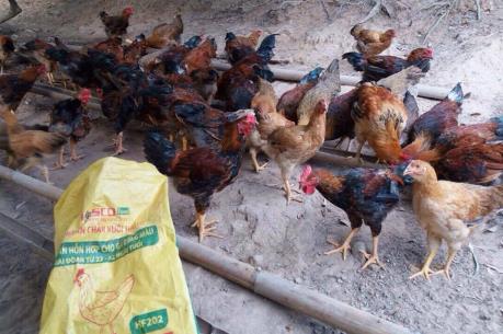 Giải pháp giúp người nuôi gà đồi Yên Thế tiết kiệm chi phí