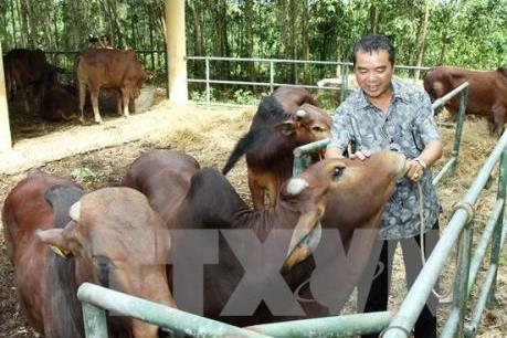 Giải pháp cho ngành chăn nuôi bò thịt. Bài 1: Xây dựng thương hiệu “thịt bò Hà Nội”