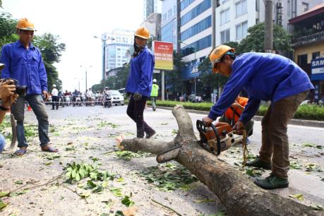 Dịch chuyển hàng cây xanh phố Kim Mã để xây đường sắt Nhổn – ga Hà Nội