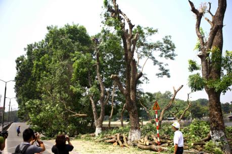 Xung quanh việc đánh chuyển số cây xà cừ cổ thụ trên phố Kim Mã